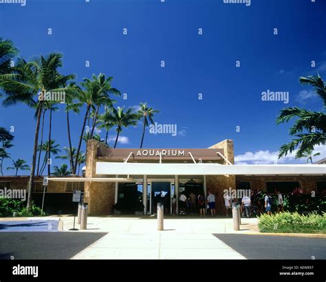 Aquarium oahu - Where and When: Check-in begins at 4:45 pm and doors open at 5:30 pm. Location: Waikiki Aquarium, 2777 Kalakaua Ave, Honolulu, HI 96815 View Map. Luau ends at 8:00 pm. Diamond Head Luau is located within walking distance of Waikiki area hotels. If you arrive by car, there is limited free & metered parking along the street near the Aquarium.